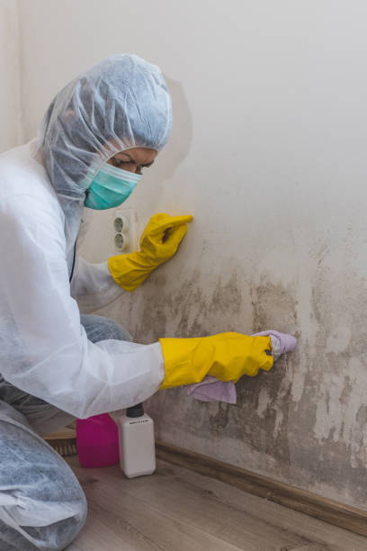 Best Emergency Mold Remediation  in Leachville, AR