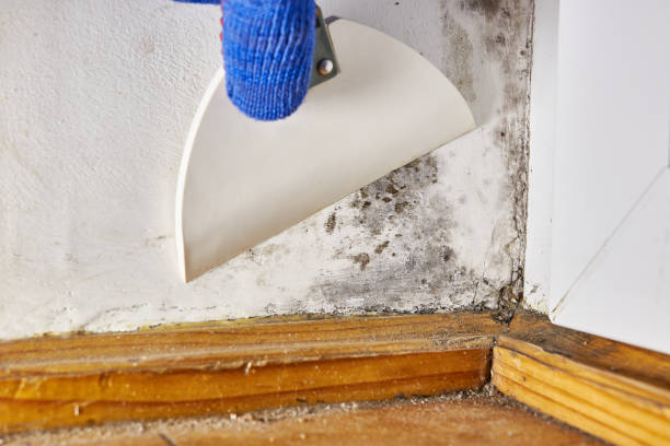 Asbestos and Lead Testing During Mold Inspection in Leachville, AR